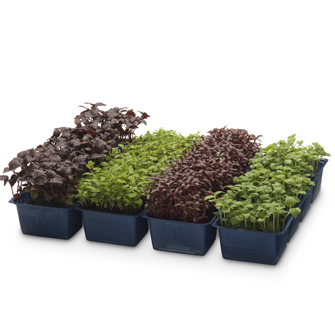 ANL Packaging - barquette pour herbes